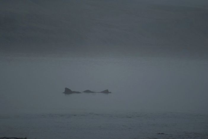 The head of the wyrm?